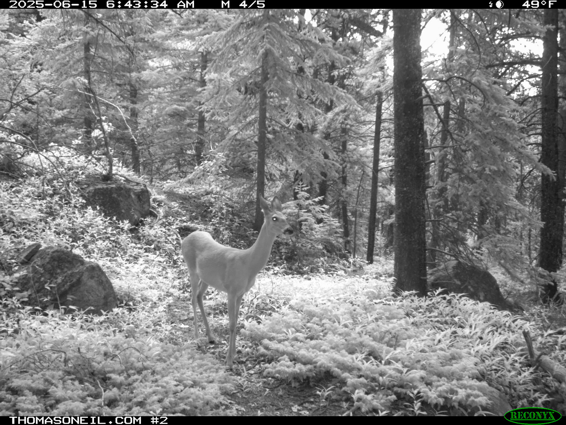 Deer in Custer Gallatin National Forest south of Red Lodge.  Click for next photo.
