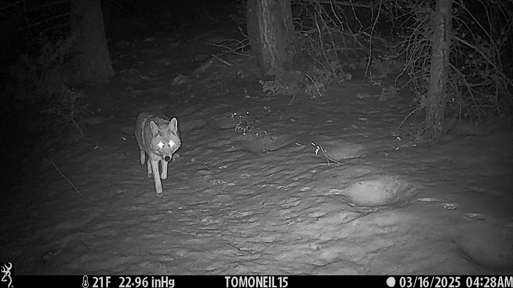 Coyote, Custer National Forest near Red Lodge, MT.  Click for next photo.