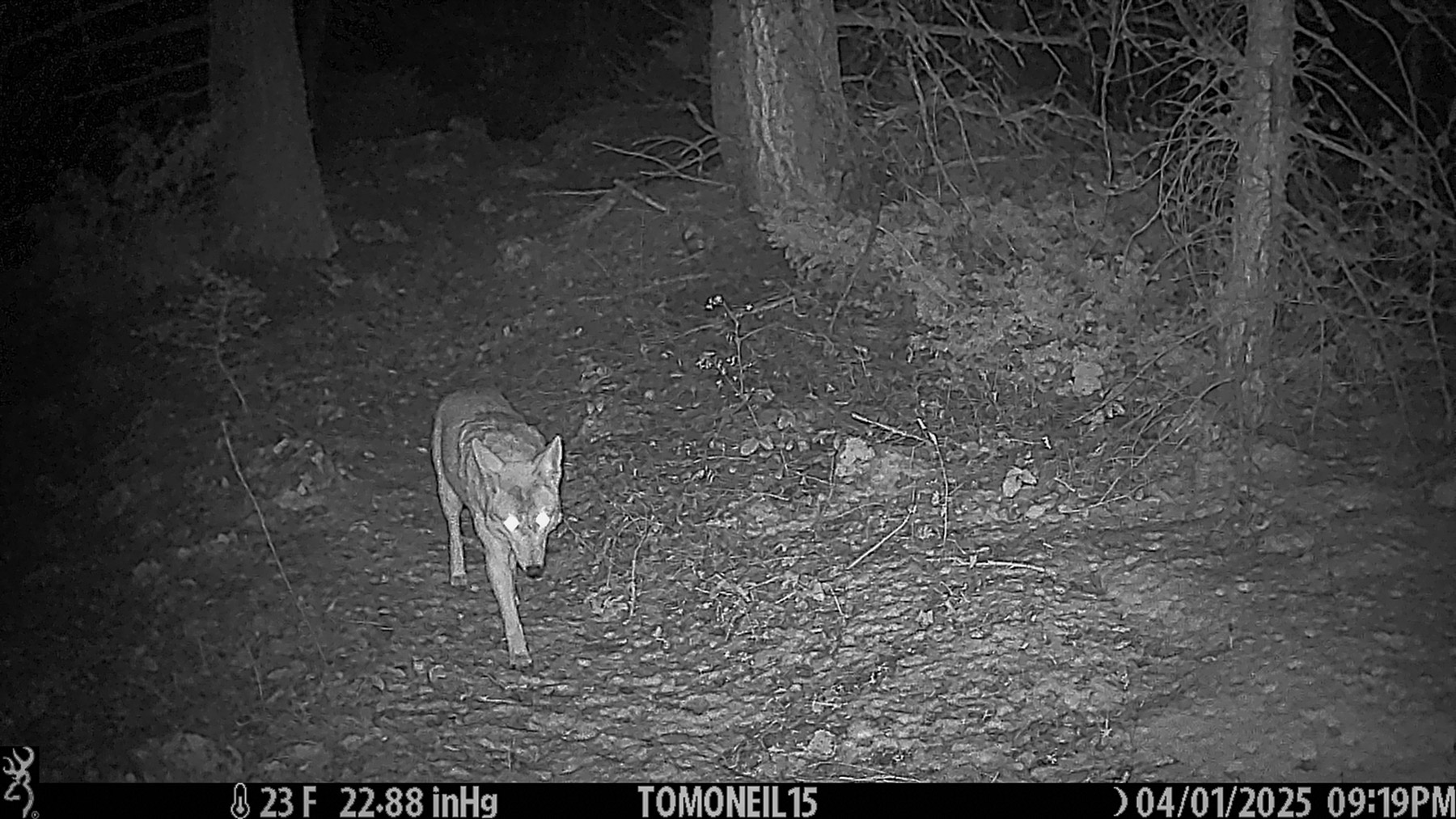 Coyote in Custer National Forest near Red Lodge, MT.  Click for next photo.