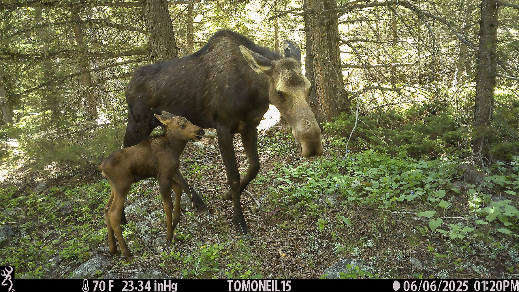 Moose pair in Custer Gallatin National Forest south of Red Lodge.  Click for next photo.