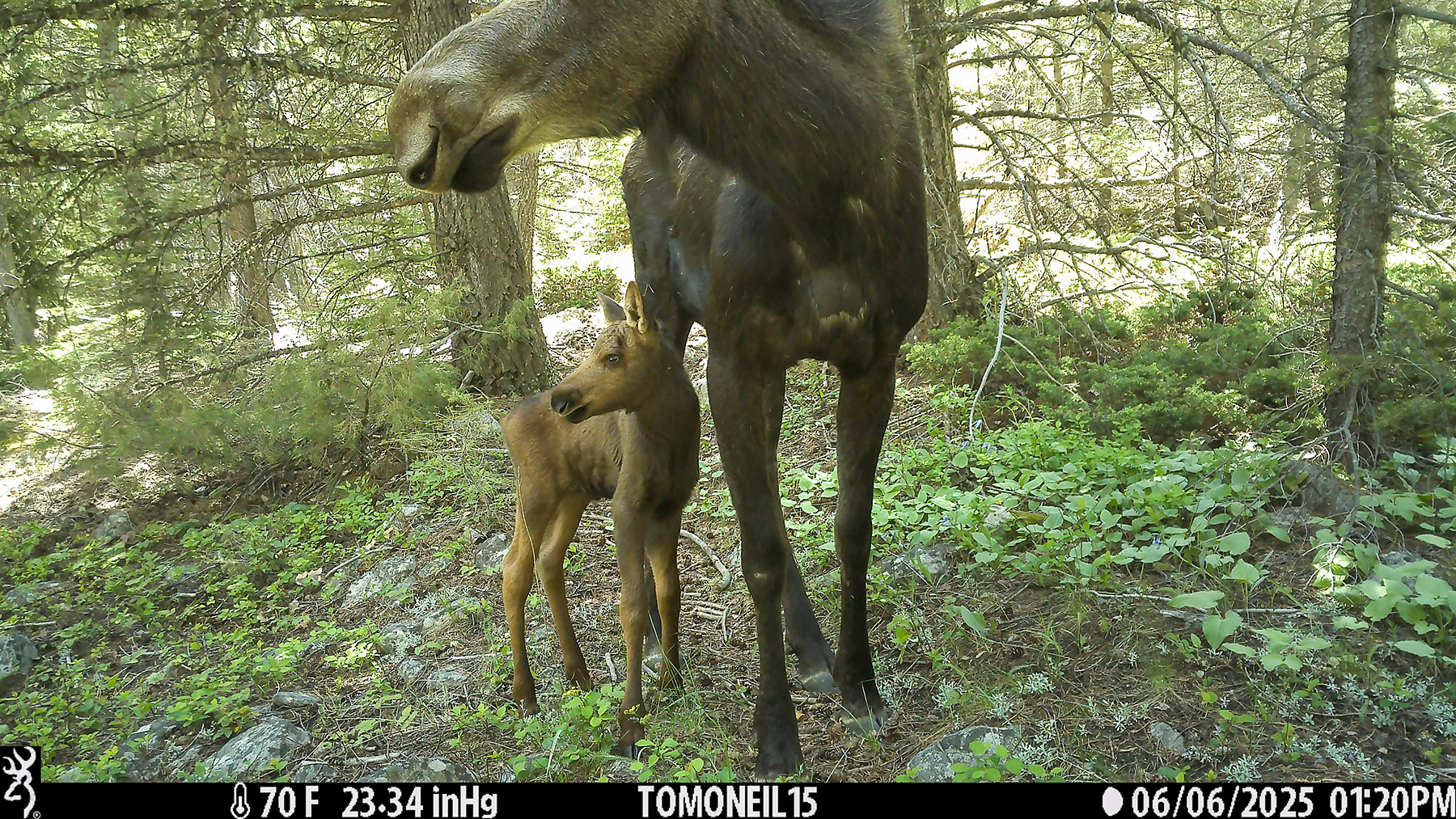 Moose pair in Custer Gallatin National Forest south of Red Lodge.  Click for next photo.
