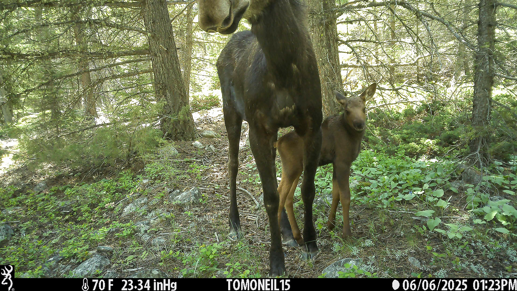 Moose pair in Custer Gallatin National Forest south of Red Lodge.  Click for next photo.