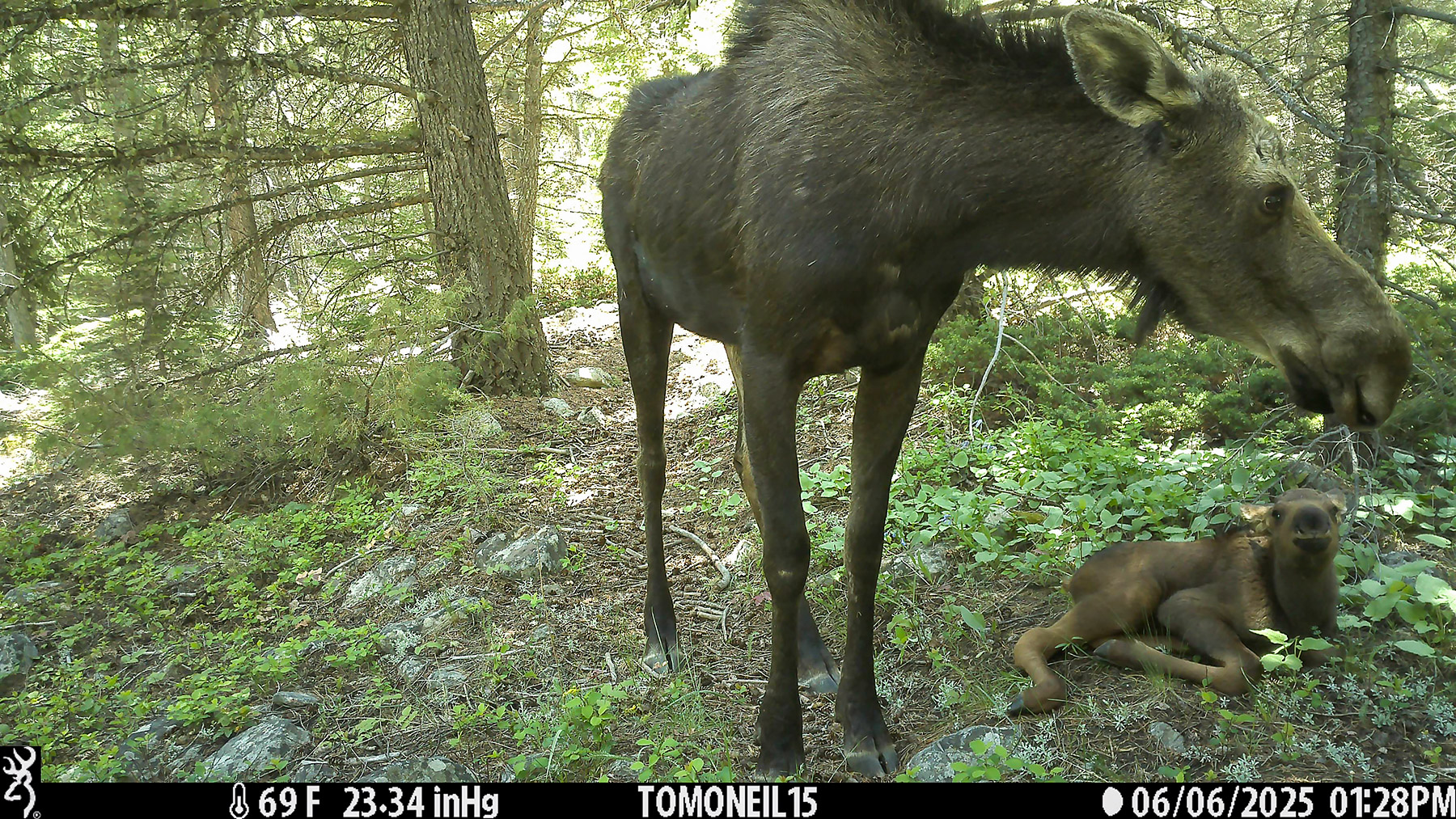 Moose pair in Custer Gallatin National Forest south of Red Lodge.  Click for next photo.