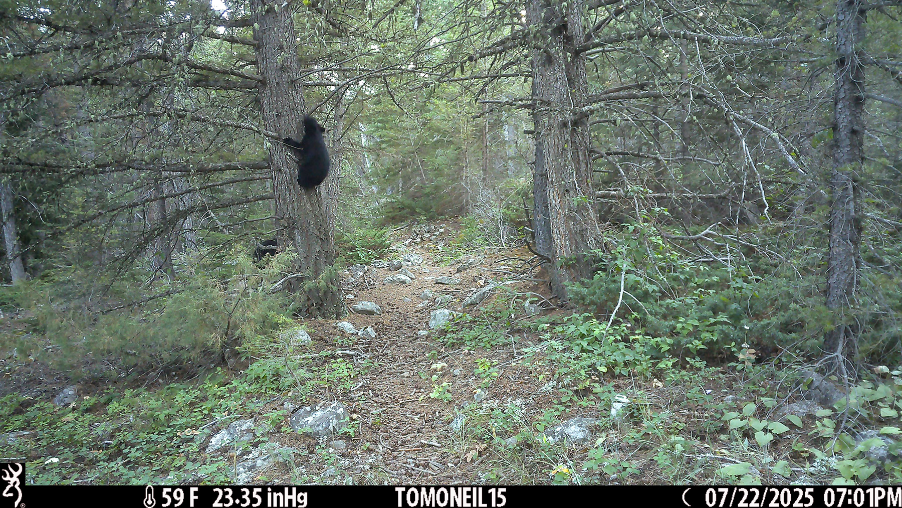 Bear cub climbs a tree with mama mostly hidden behind the tree, near Red Lodge, MT.  Click for next photo.