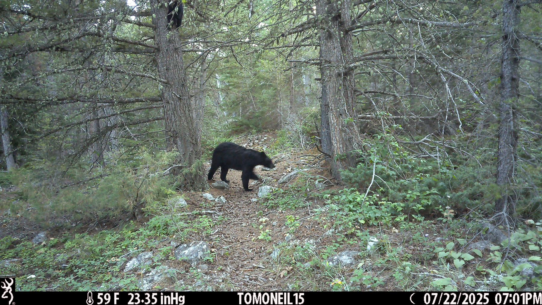 Mama black bear says, come down from that tree, we are leaving.  Near Red Lodge, MT.  Click for next photo.