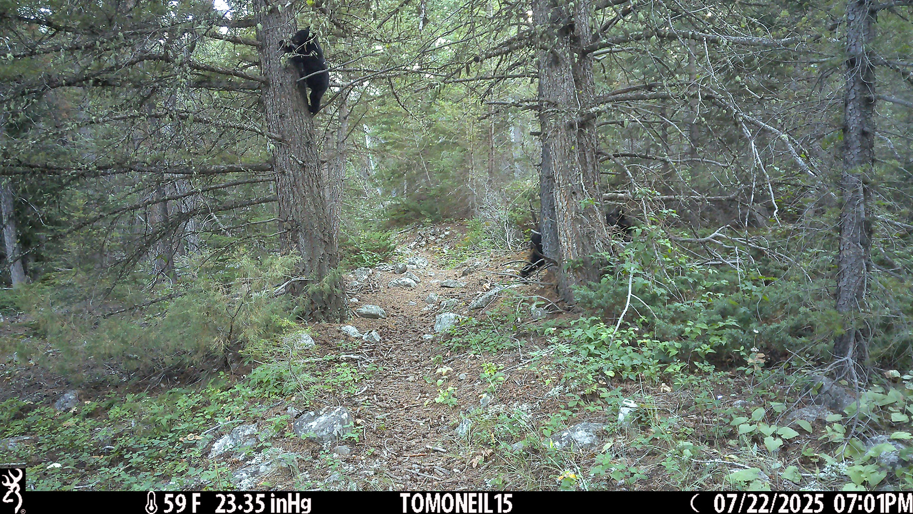 Black bear cub comes down from tree as mama disappears into the woods to the right.  Near Red Lodge, MT.  Click for next photo.