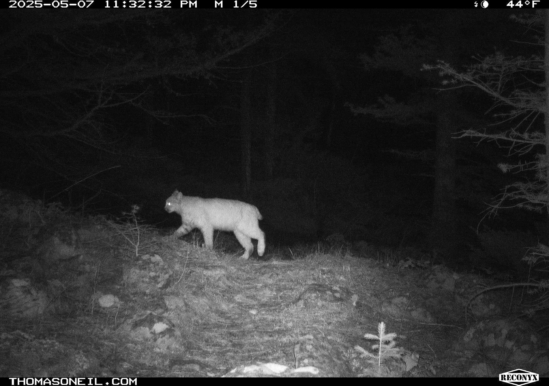 Bobcat in Custer National Forest near Red Lodge, MT.  Click for next photo.