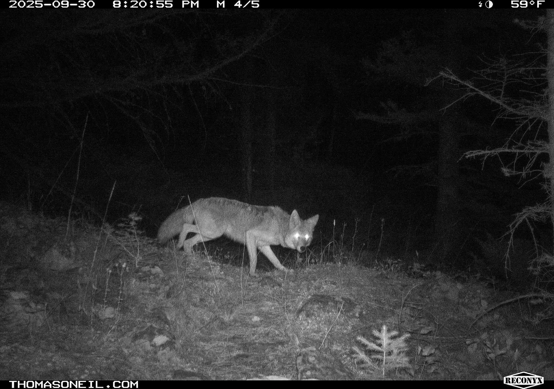 Coyote skulking, Custer Gallatin National Forest.  Click for next photo.