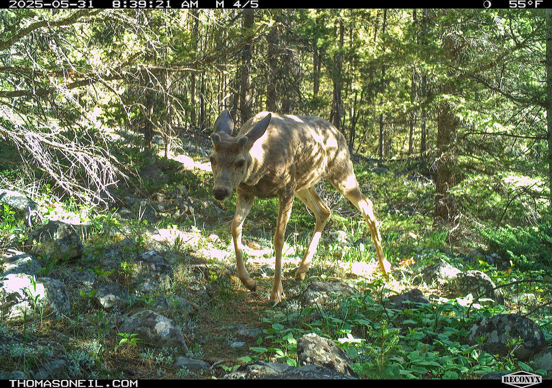 Deer in Custer Gallatin National Forest south of Red Lodge.  Click for next photo.