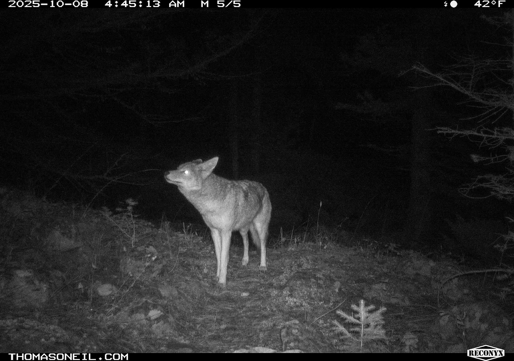 Coyote sniffing, Custer Gallatin National Forest.  Click for next photo.