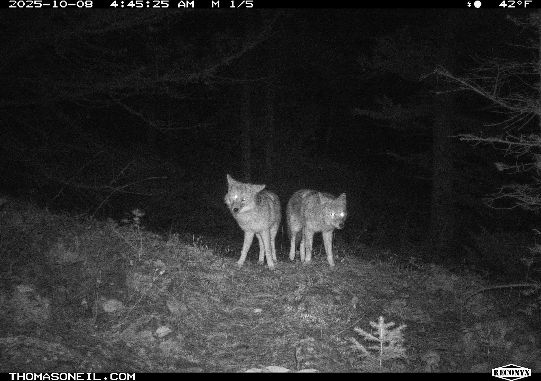Two coyotes, Custer Gallatin National Forest.  Click for next photo.