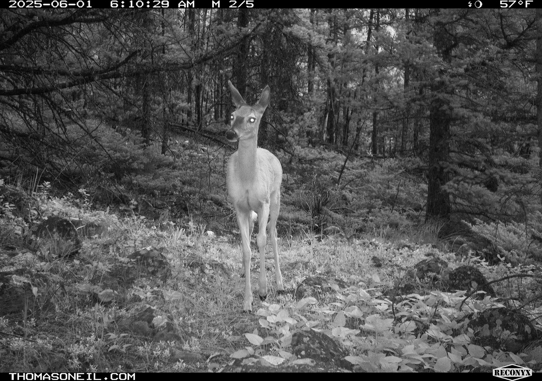 Deer in Custer Gallatin National Forest south of Red Lodge.  Click for next photo.