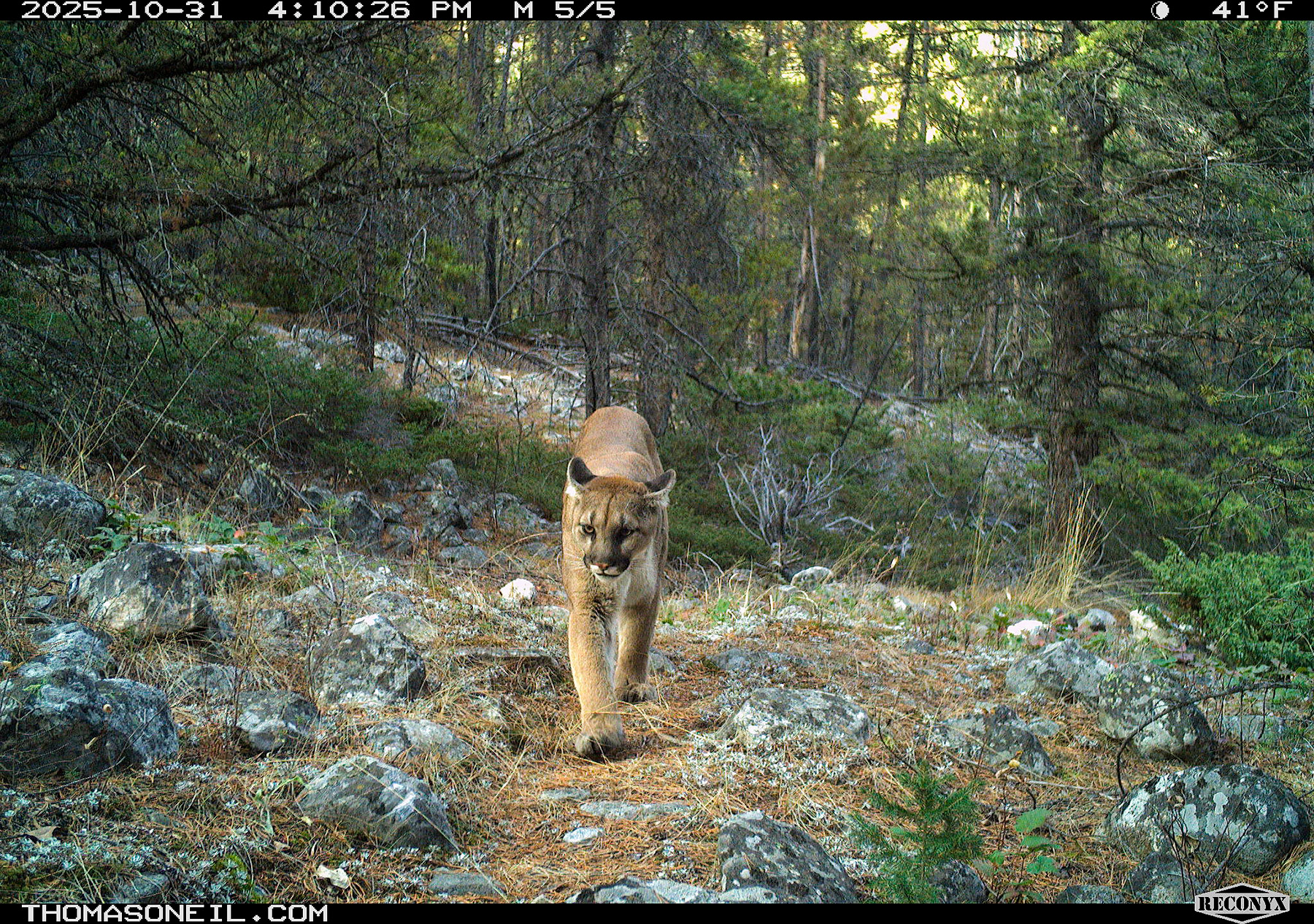 Mountain lion in Custer Gallatin National Forest south of Red Lodge, MT.  Click for next photo.