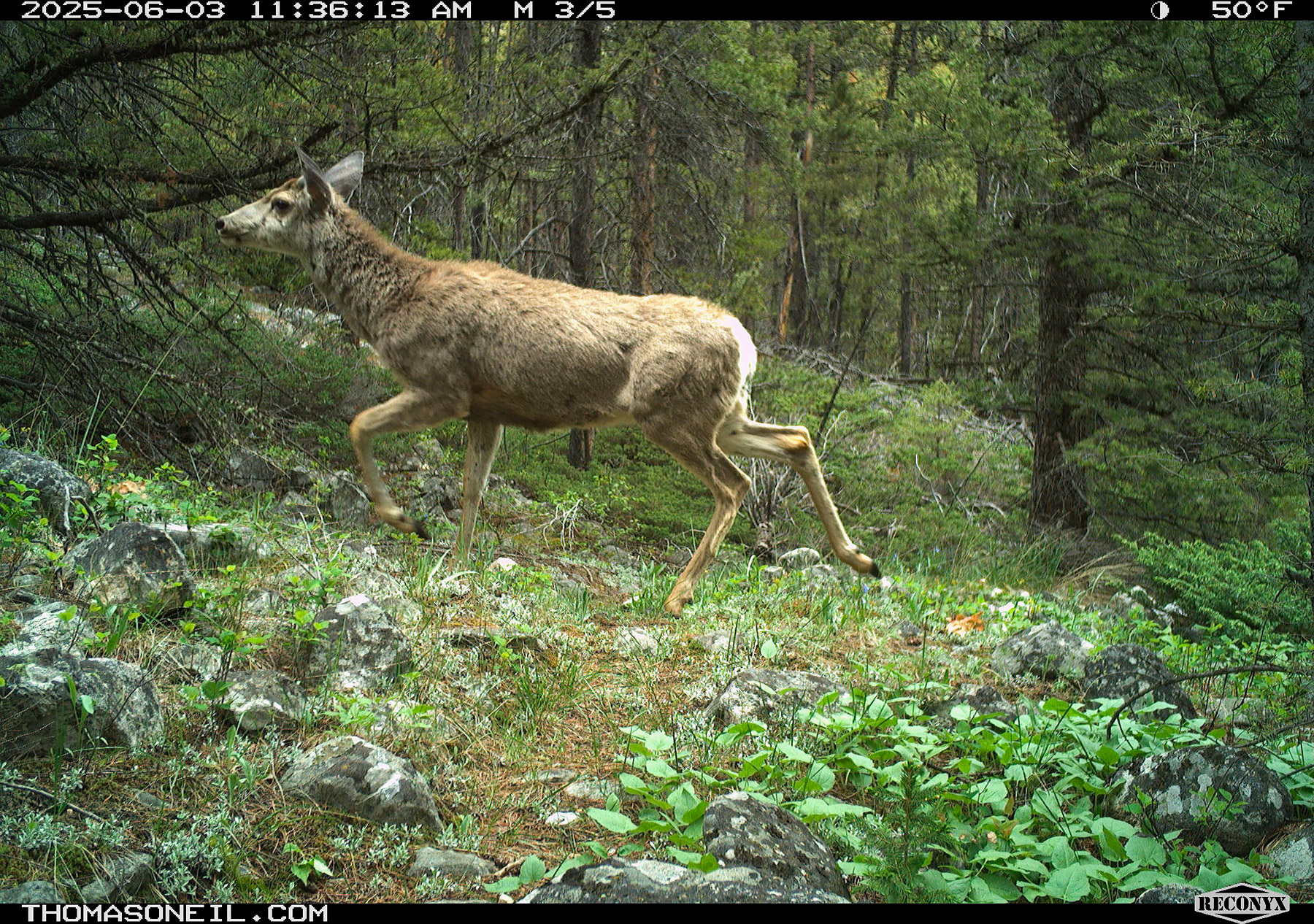 Deer in Custer Gallatin National Forest south of Red Lodge.  Click for next photo.