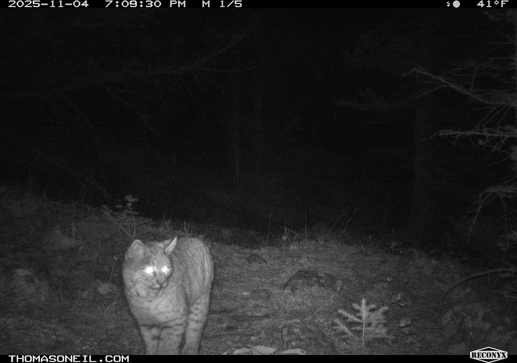 Bobcat, Custer Gallatin National Forest.  Click for next photo.