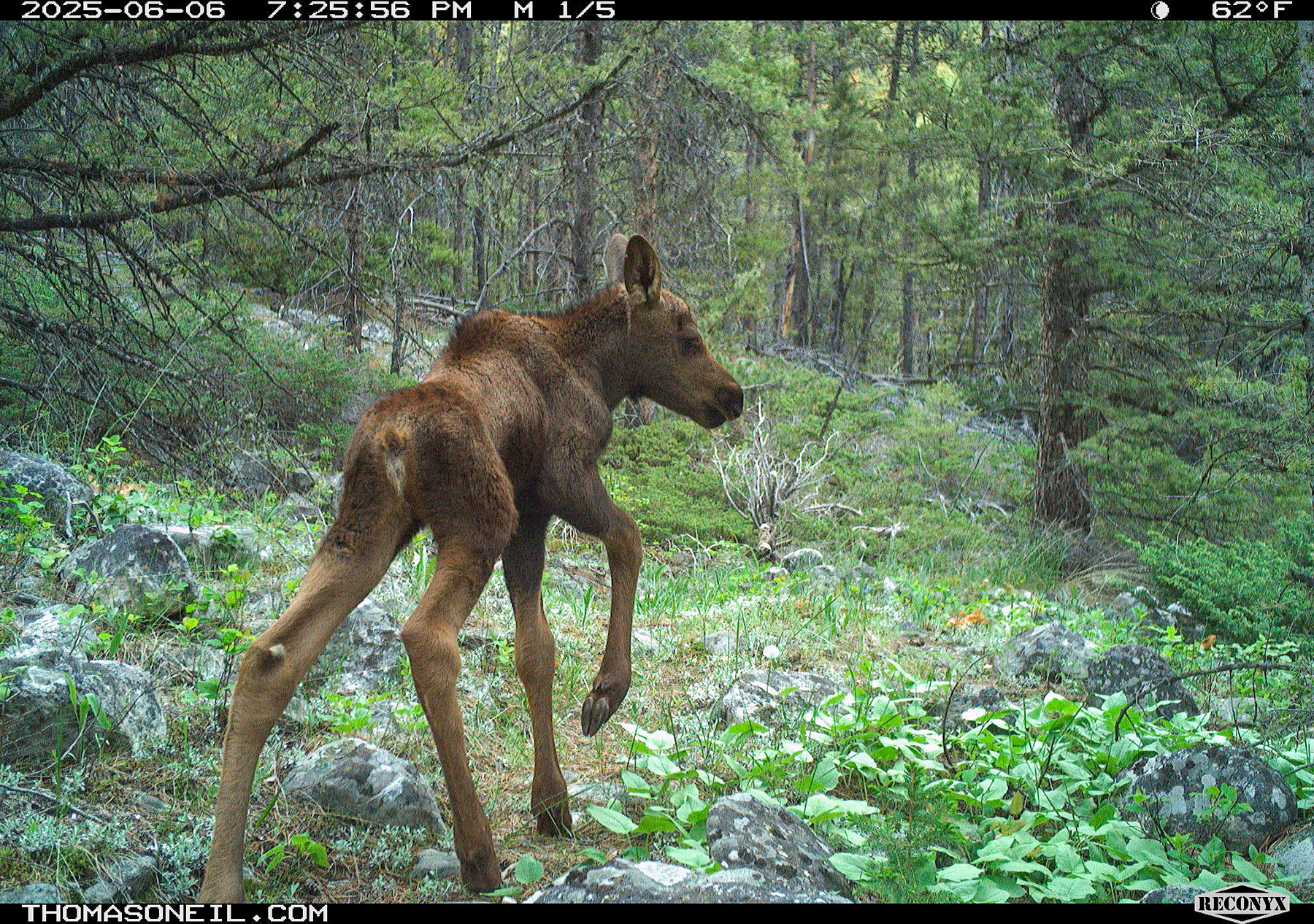 Moose calf in Custer Gallatin National Forest south of Red Lodge.  Click for next photo.