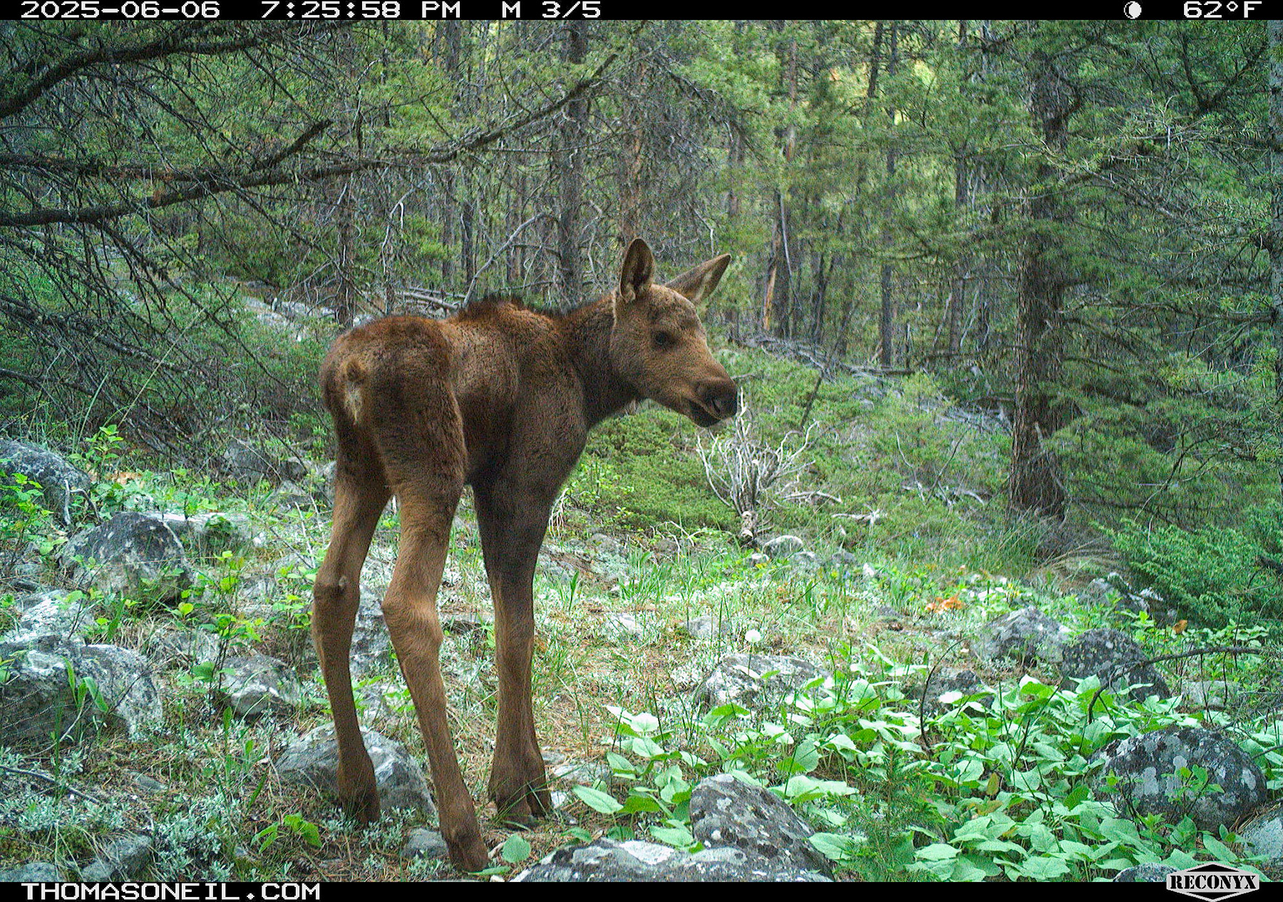 Moose calf in Custer Gallatin National Forest south of Red Lodge.  Click for next photo.