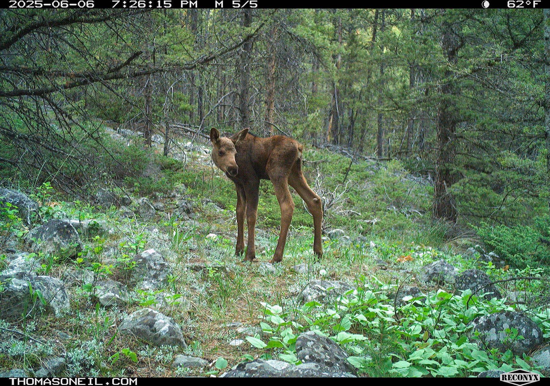 Moose calf in Custer Gallatin National Forest south of Red Lodge.  Click for next photo.