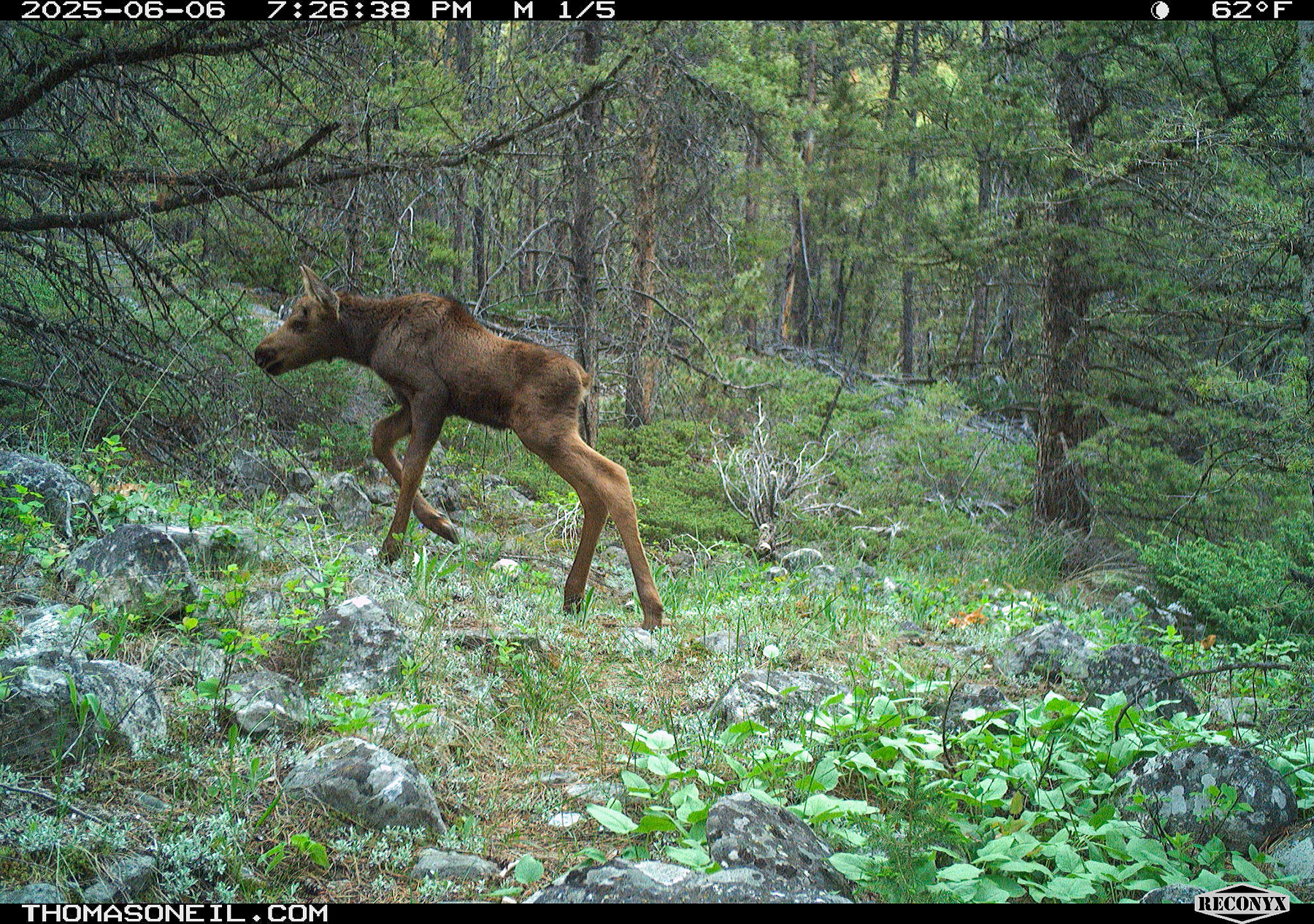 Moose calf in Custer Gallatin National Forest south of Red Lodge.  Click for next photo.