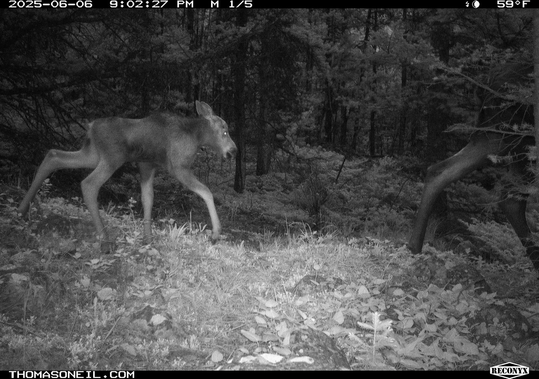 Moose pair in Custer Gallatin National Forest south of Red Lodge.  Click for next photo.