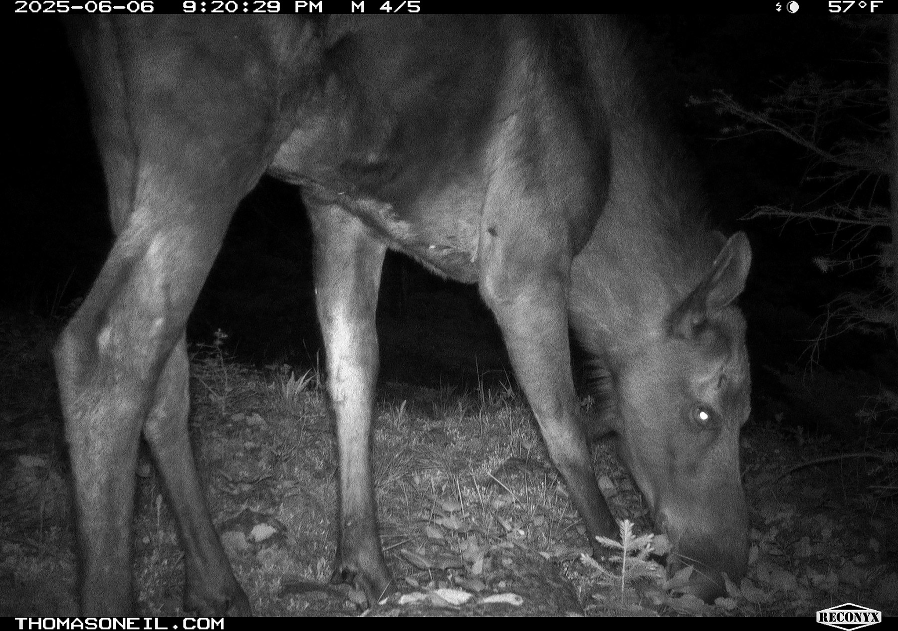 Moose in Custer Gallatin National Forest south of Red Lodge.  Click for next photo.