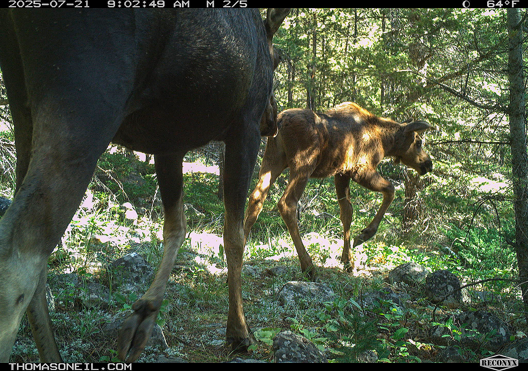 Moose pair, Custer Gallatin National Forest, Red Lodge, MT.  Click for next photo.