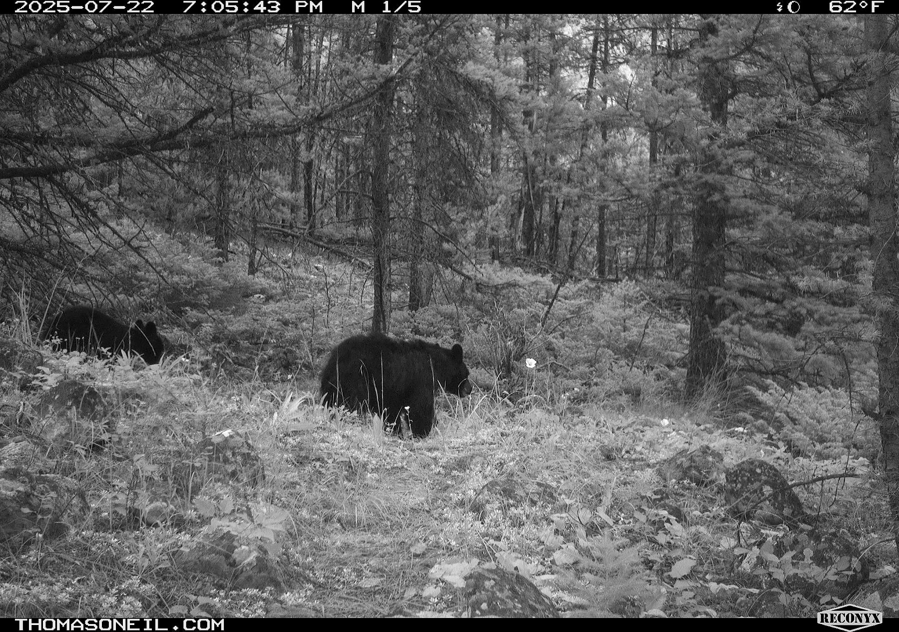 Black bear pair seen in previous images, different camera.  Near Red Lodge, MT.  Click for next photo.