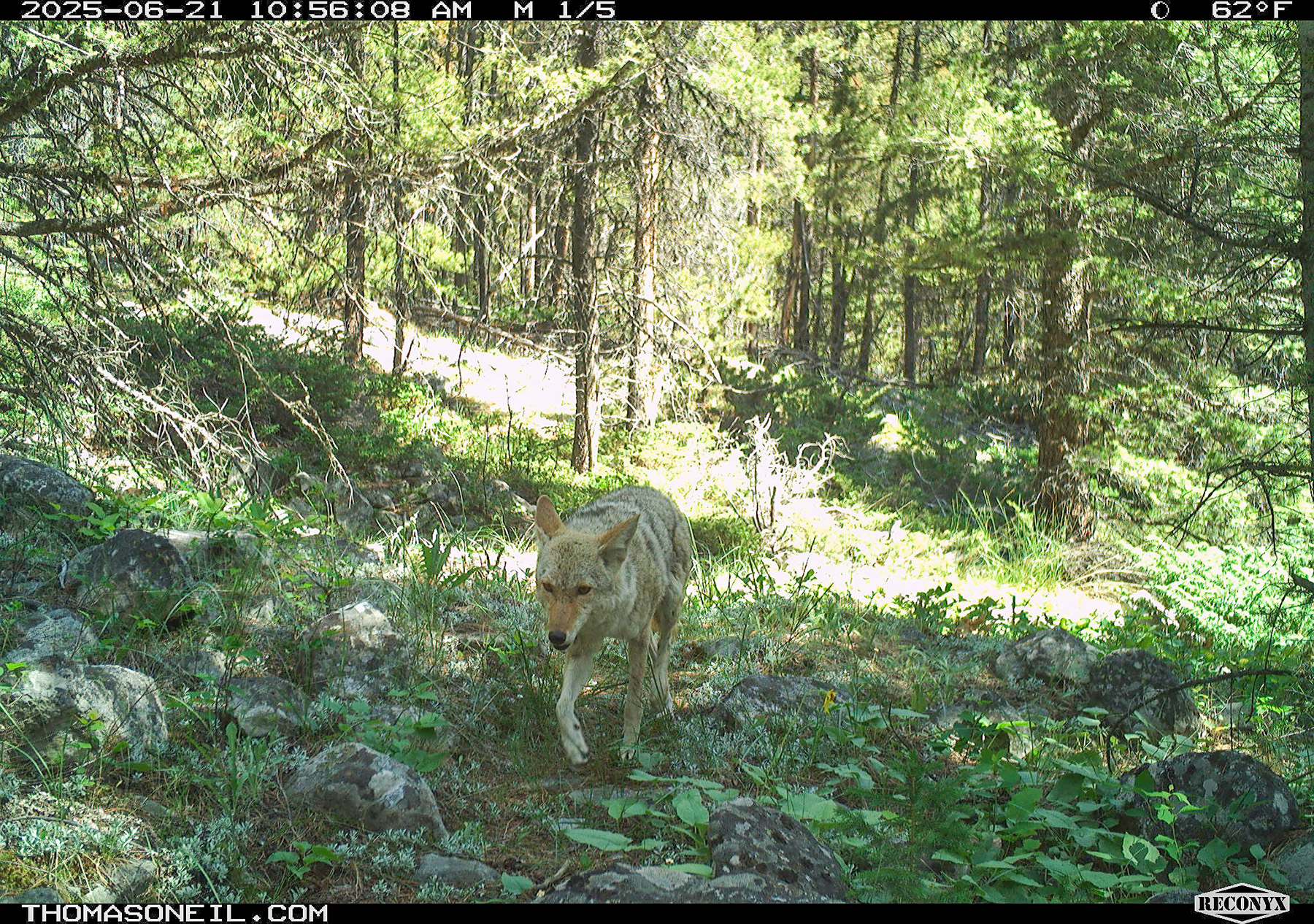 Coyote in Custer National Forest near Red Lodge, MT.  Click for next photo.