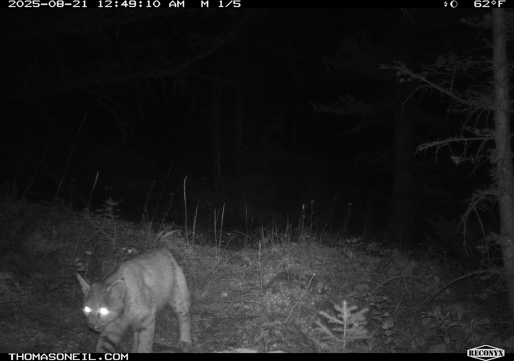 Bobcat, Custer Gallatin National Forest, Red Lodge, MT.  Click for next photo.