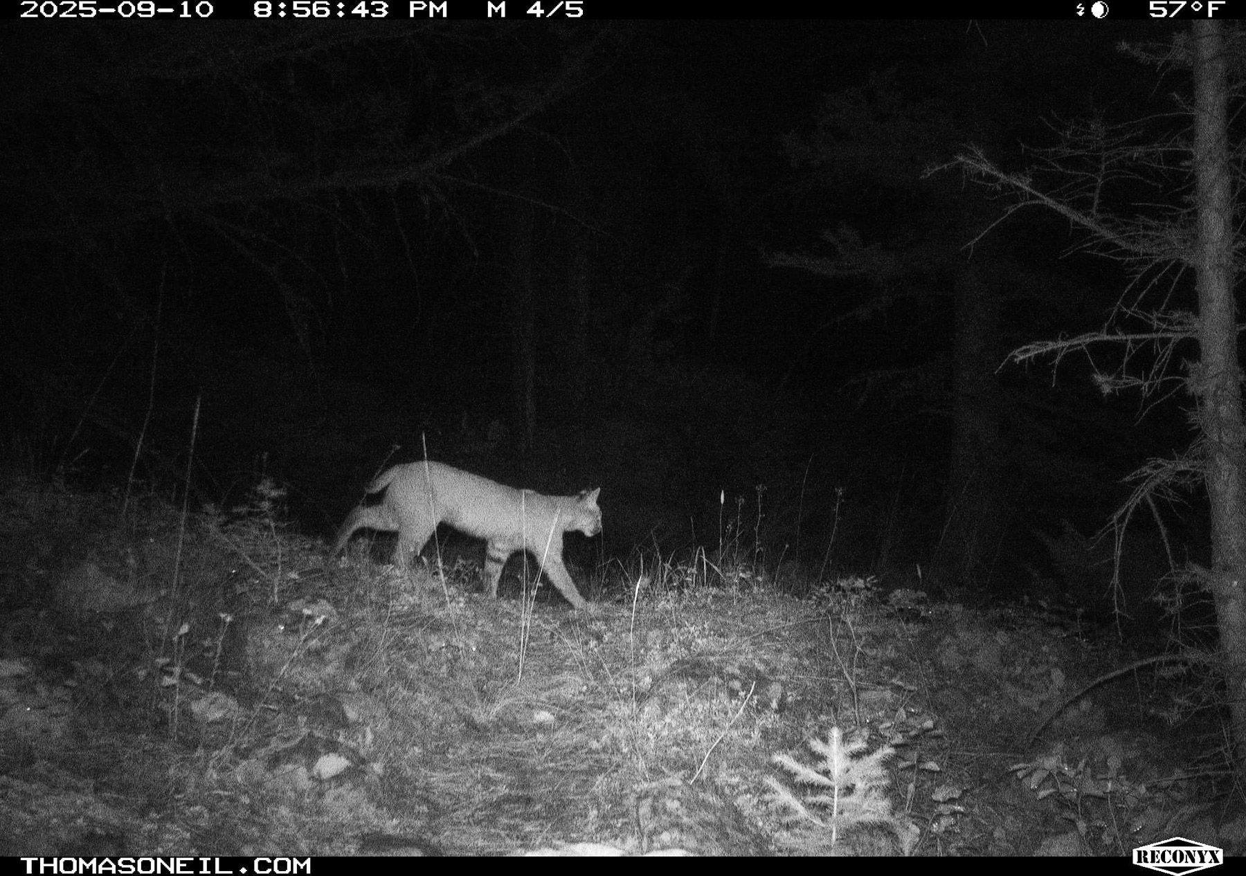 Bobcat, Custer Gallatin National Forest, Red Lodge, MT.  Click for next photo.
