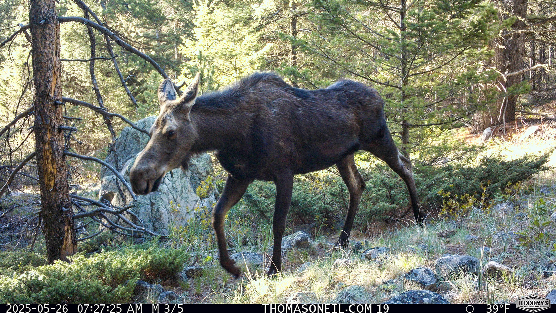 Moose in Custer Gallatin National Forest south of Red Lodge.  Click for next photo.