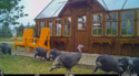 Turkeys at my greenhouse, Red Lodge, MT.