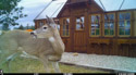 Deer at my greenhouse, Red Lodge, MT.