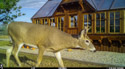 Deer at my greenhouse, Red Lodge, MT.