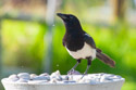 Magpie.