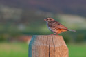 Sparrow