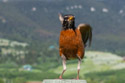 Robin.