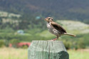 Sparrow