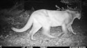 Mountain lion in Custer Gallatin National Forest south of Red Lodge, MT, a few weeks before previous images.