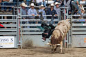 Xtreme Bulls, Red Lodge, MT.