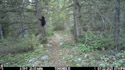 Bear cub climbs a tree with mama mostly hidden behind the tree, near Red Lodge, MT.