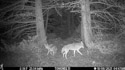 Three coyotes, Custer Gallatin National Forest.