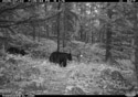 Black bear pair seen in previous images, different camera.  Near Red Lodge, MT.