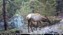 Elk in Custer Gallatin National Forest south of Red Lodge.