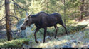 Moose in Custer Gallatin National Forest south of Red Lodge.