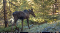 Moose in Custer Gallatin National Forest south of Red Lodge.