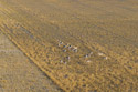 Pronghorn herd, drone, near (not in) Badlands National Park.