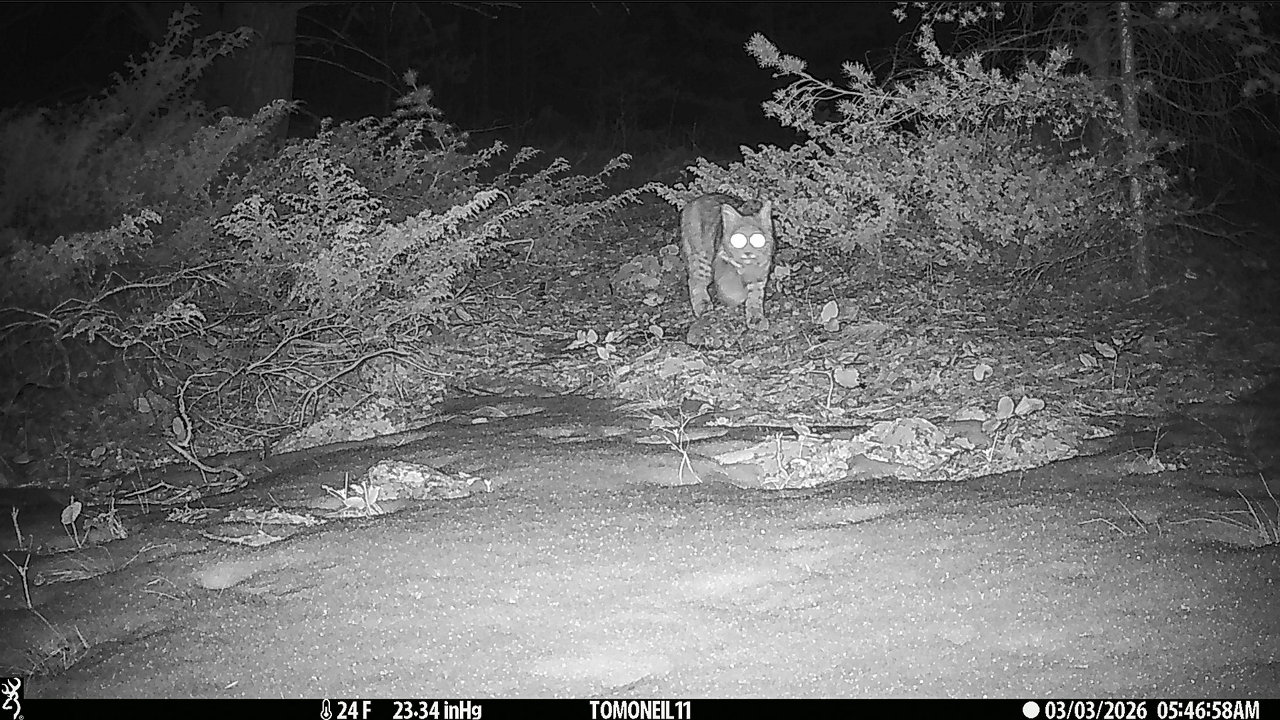 Bobcat in Custer Gallatin National Forest.  Click for next photo.