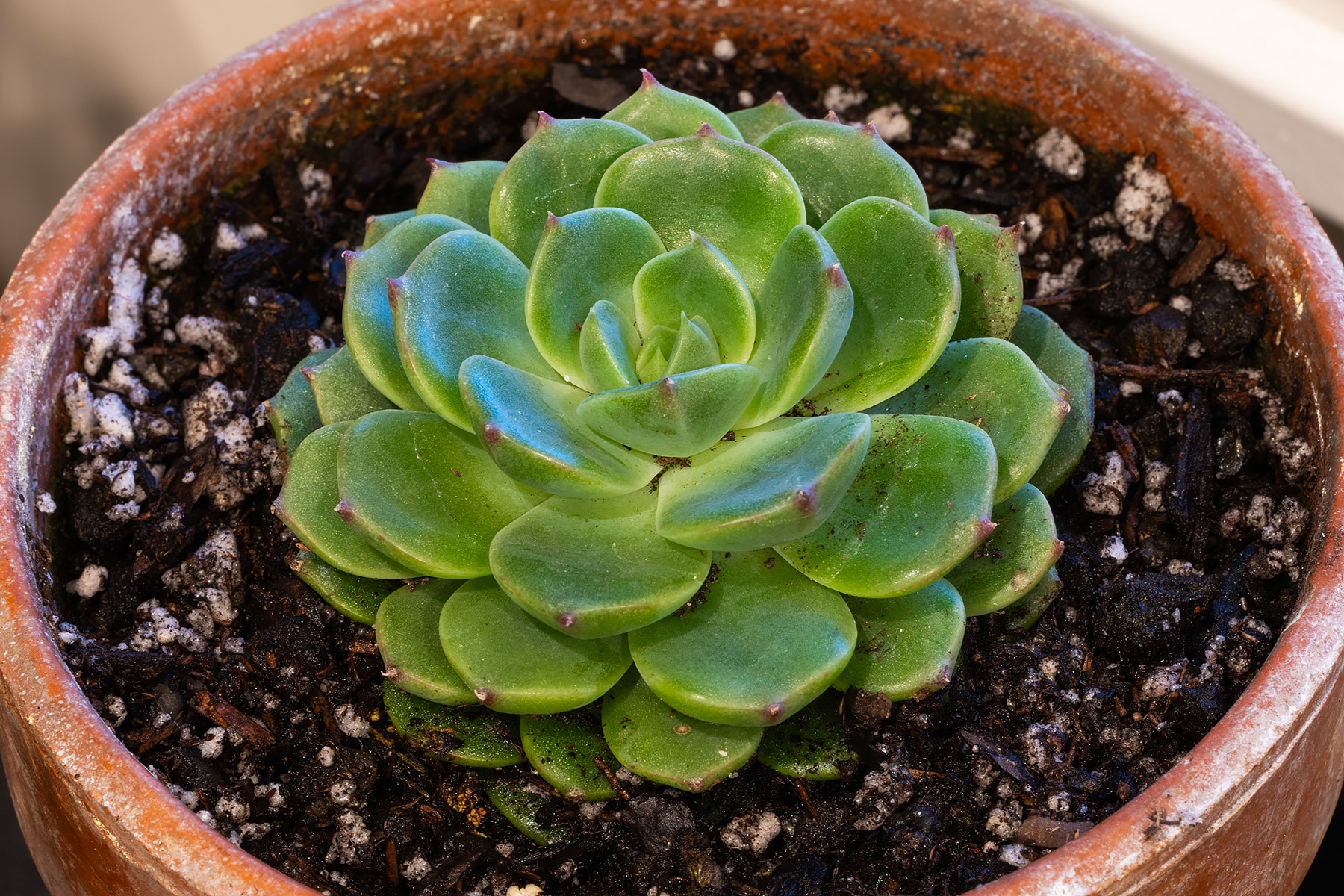 My first Echeveria, Elfstone.  Click for next photo.