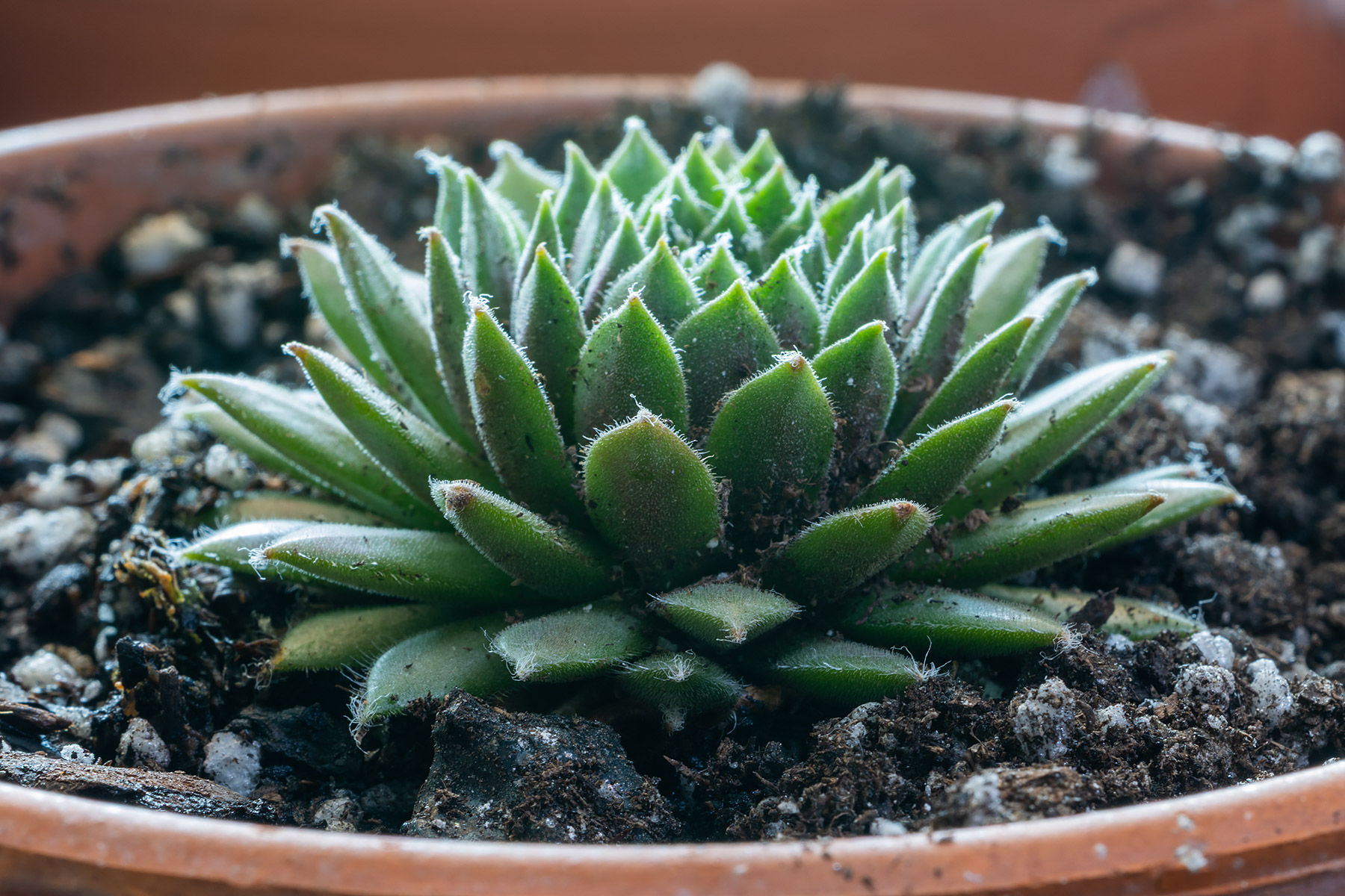 Sempervivum, unknown variety.  A perfect green little rosette but no distinguishing features such as offsets.  Survived the February freeze.  (#3 of six unknown varieties of Sempervivum in Jan. 29 shipment.)  Click for next photo.